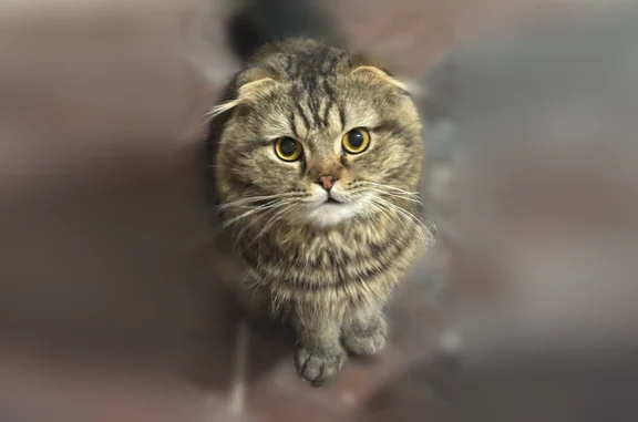 Пропала кошка, улица Мира, 112, Пермь — шотландский вислоухий кот, прихрамывает на переднюю левую лапку - photo