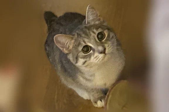 Пропала кошка, Мелеузовская улица, 17, Уфа — маленькая, на кличку Синди отзывается - photo