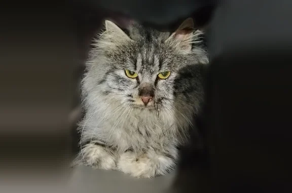 Найдена кошка, Волгоград, фото: Найдена кошка, улица Володарского, 6, Волгоград — без хвоста, не молодая