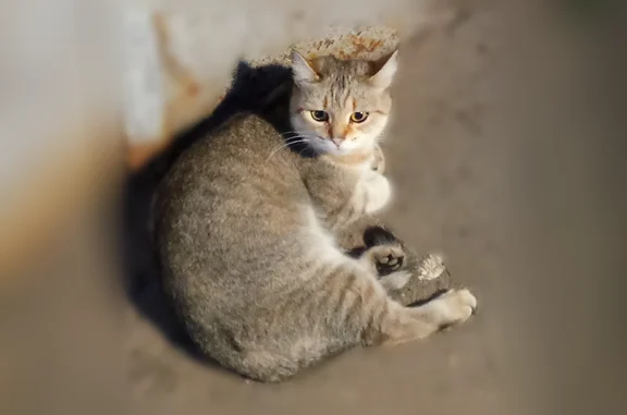 Найдена кошка, Ижевск, фото: Найдена кошка, улица Дзержинского, 2, Ижевск — светлый окрас, тигровая масть