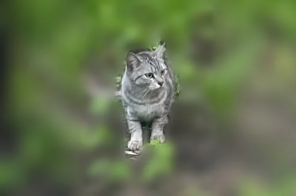 Найдена кошка, Москва, фото: Найдена кошка, Сколковское шоссе, 7, Москва — светло-серого окраса, бегает по дворам