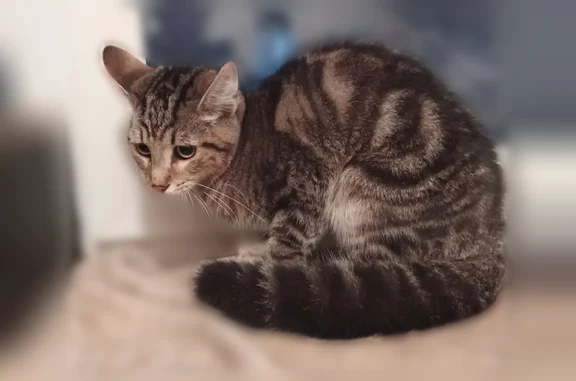 Найдена кошка, Новокузнецк, фото: Найдена кошка, Новокузнецк, Кемеровская область, Новокузнецк