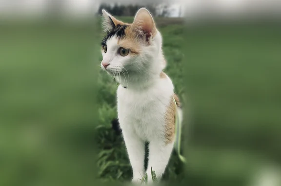 Пропала кошка, улица 30 лет Победы, 168, Балашов - photo