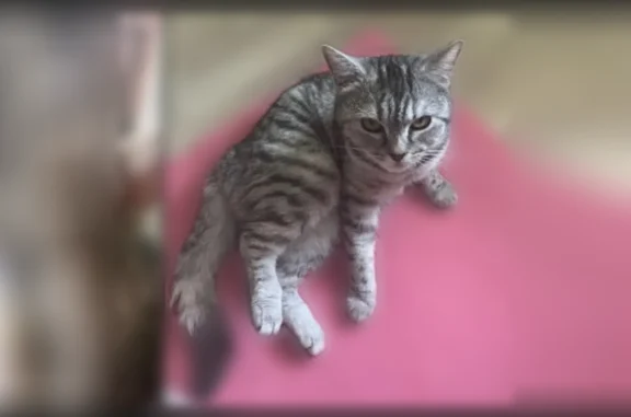 Пропала кошка, улица Подольских Курсантов, 25, Подольск — серый окрас с полосками, рыжие пятнышки на холке - photo