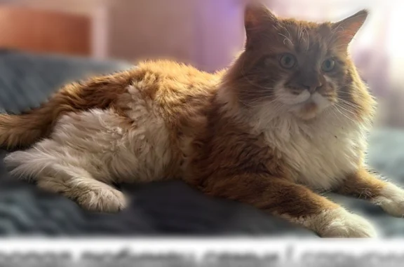 Пропала кошка, Измаильский переулок, 20, Ростов-на-Дону - photo