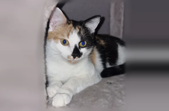 Пропала кошка, 120, Глебовский, Глебовский — молодая трехцветная кошечка - photo