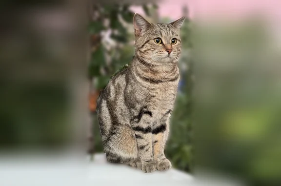 Пропала кошка, Советская улица, Новочебоксарск - хромает на переднюю левую лапу, мраморный окрас - photo