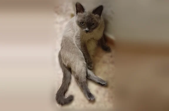 Пропала кошка, проезд Горького, 5, Сельцо — домашняя, пугливая, выпала из окна - photo