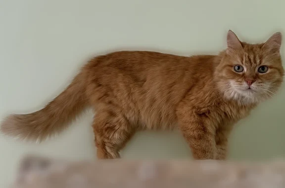 Пропала кошка, улица Максима Горького, 14, Ревда — рыжая, зелёные глаза, домашний кот - photo