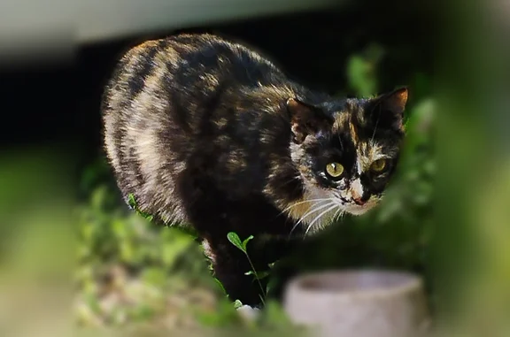 Найдена кошка, Тула, фото: Найдена кошка, улица Вересаева, 18, Тула — черепашка, появилась во дворе несколько дней назад