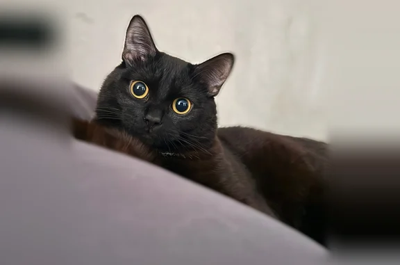 Пропала кошка, улица Римского-Корсакова, 12А, Новосибирск — полностью чёрная, до 1 года - photo