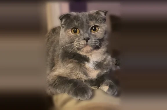Пропала кошка, улица Горького, 92, Сибай — серая белая, вислоухая, упала с окна - photo