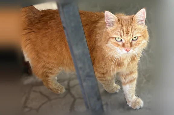 Найдена кошка, Пенза, фото: Найдена кошка, улица Карпинского, городской округ Пенза, Пенза — очень ласковая и упитанная