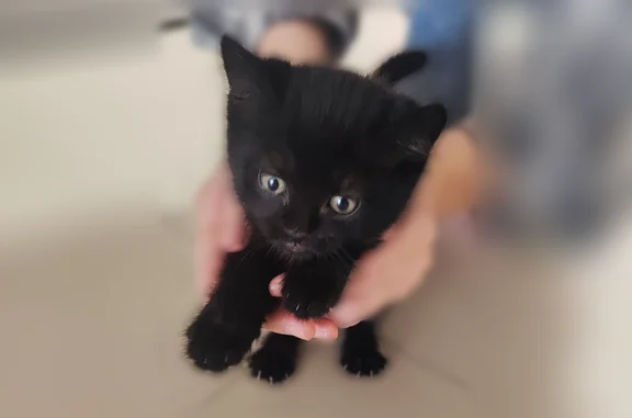 Найдена кошка, Рязань, фото: Найдена кошка, Касимовское шоссе, 30, Рязань — чёрный котёнок, мальчик