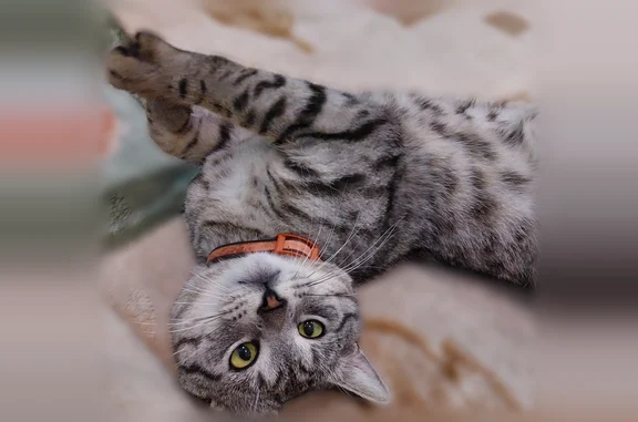 Пропала кошка, Конотопская улица, Волгоград — бело-серый кот с чёрными полосами, шрам на ухе - photo