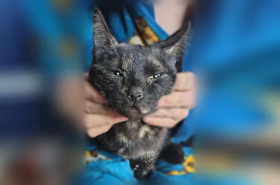 Найдена кошка, Новосибирск, фото: Найдена кошка, переулок Камышенский Лог, 10А, Новосибирск — черепаховый окрас, возле станции Камышенская