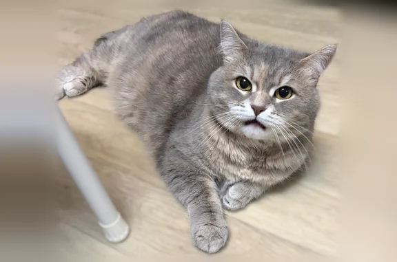 Кошки потеряшки, Пыхчево, фото: Потеряшка кошка, улица Свободы, 60, Пыхчево — откликается на имя Тома или Тамара