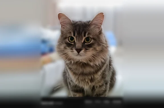 Пропала кошка, Цветочная улица, Клинцы — на шее синий ошейник - photo