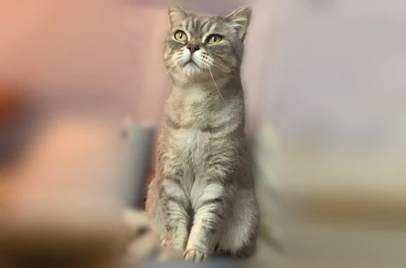 Пропала кошка, Ивановская улица, 15, Коломна — взрослый кот шотландец, серый, жёлтые глаза - photo