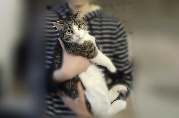 Пропала кошка, Заволжье, Ярославская область — серый с белым в полоску, кастрирован, кличка Рерих - photo