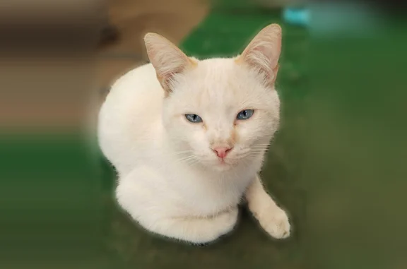 Пропала кошка, Восточная улица, 81, Таганрог — белая, короткошерстная, с припаленными персиковыми ушками и ультрамариновыми глазами - photo