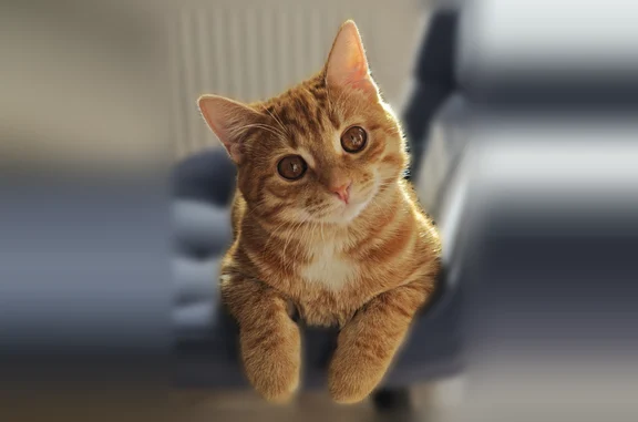 Пропала кошка, Винницкая улица, 4, Челябинск — рыжий котик, жёлтые глаза, короткая шерсть - photo
