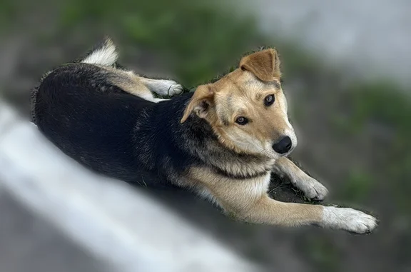 Пропала собака, 2-я Азинская улица, 3, Казань — кличка Зайка, красный ошейник - photo