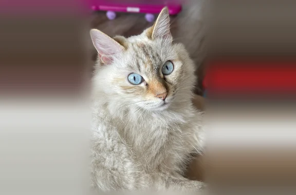 Пропала кошка, Конечная улица, 7 к1, Улан-Удэ - бело-серая, с рыжими ушами, носом и лапками - photo