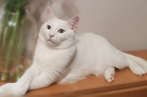 Кошки потеряшки, Уфа, фото: Потеряшка кошка, улица Рихарда Зорге, 30, Уфа — белая, отзывается на имя Маркиз