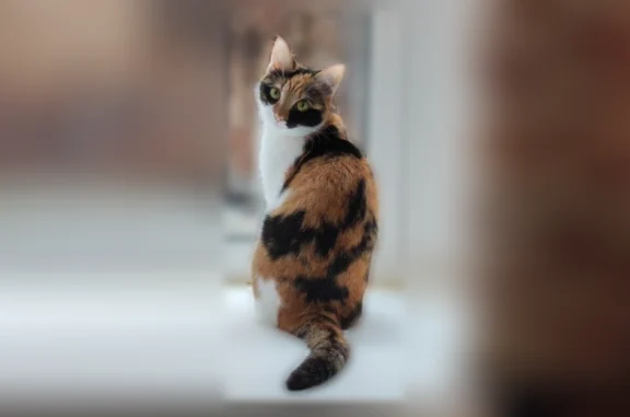 Пропала кошка, Студенческий переулок, 3, Самара — трёхцветная Банси - photo