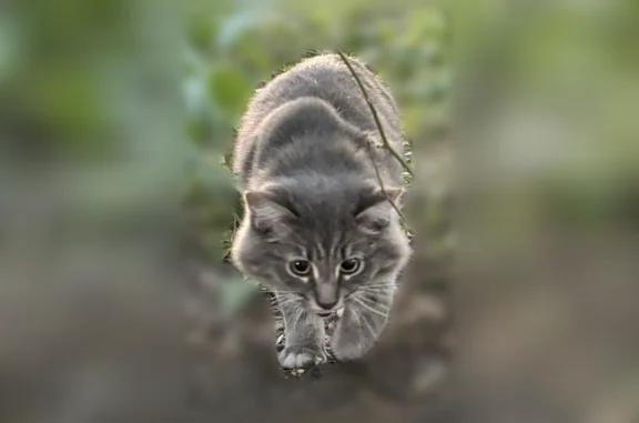 Найдена кошка, проезд Решетникова, 4, Екатеринбург — плачет, вероятно потерялась - photo