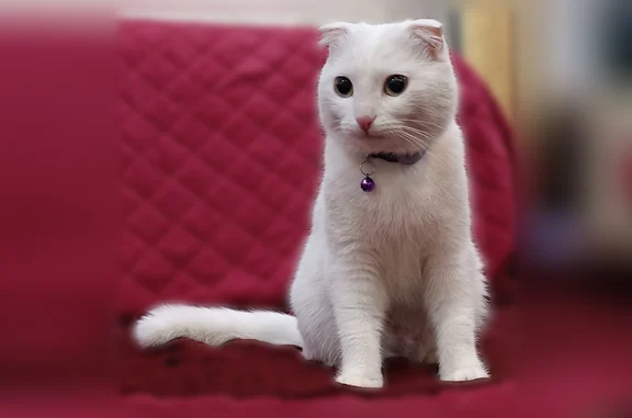 Пропала кошка, Транспортная улица, 3, Буй — полностью белая, глухая, с фиолетовым ошейником - photo