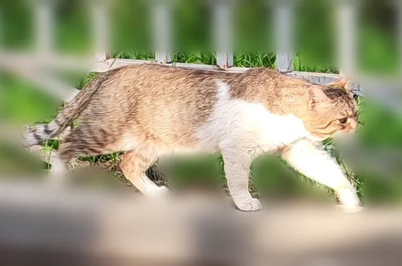 Найдена кошка, Москва, фото: Найдена кошка, Новгородская улица, Москва