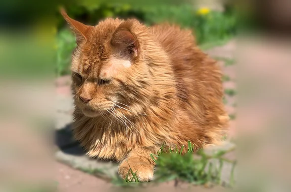 Пропала кошка, Рыбаки, Московская область — кот мейнкун, крупный, рыжий - photo