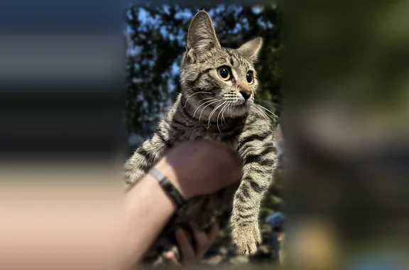 Найдена кошка, Ковров, фото: Найдена кошка, Волго-Донская улица, 24, Ковров — котёнок, мальчик, сначала боялся людей