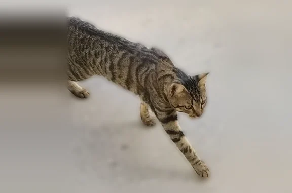 Найдена кошка, Тула, фото: Найдена кошка, улица Ю. Фучика, 20 к3, Тула — молоденькая