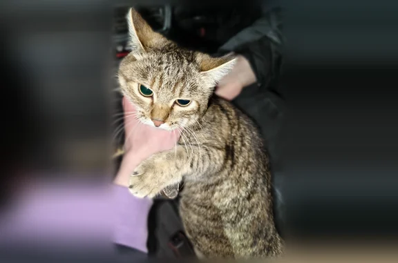 Найдена кошка, Лянтор, фото: Найдена кошка, улица Сергея Лазо, Лянтор — желтоватый окрас в полоску, энергичная и любознательная