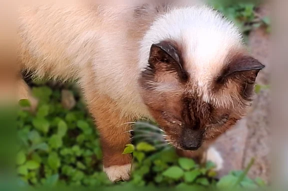 Найдена кошка, Софрино, фото: Найдена кошка, Клубная улица, 10, Софрино — маленького размера
