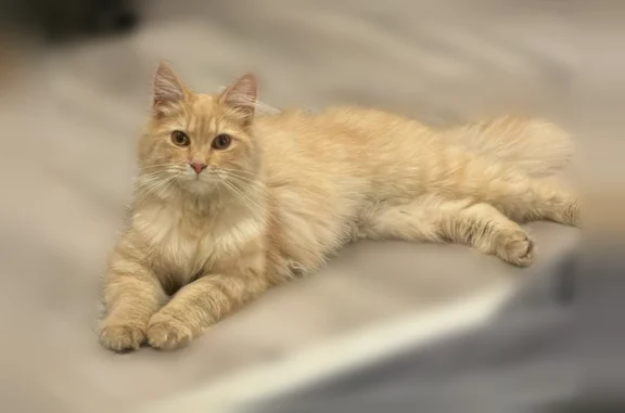 Найдена кошка, Засечное, фото: Найдена кошка, Светлая улица, 11, Засечное — ласковая, до года, стерилизована