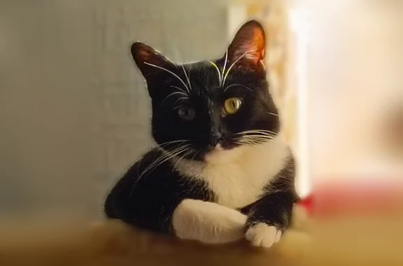 Пропала кошка, улица Козуева, 10, Кострома — чёрно-белая, очень домашняя, год - photo