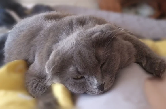 Пропала кошка, 27, Кострома — очень ручная, вислоухая - photo