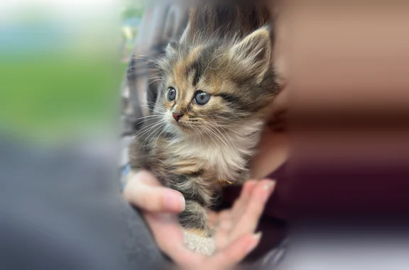 Найдена кошка, Волхов, фото: Найдена кошка, улица Юрия Гагарина, 1, Волхов — котёнок, голубые глазки