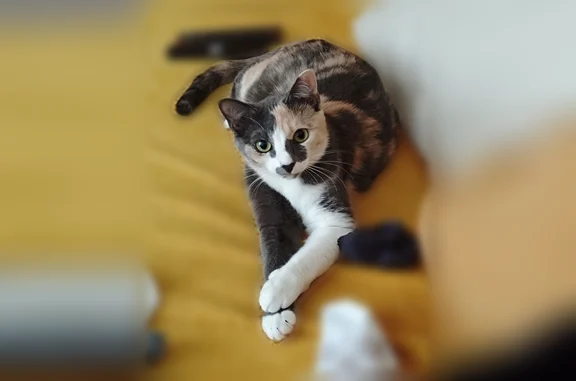 Кошки потеряшки, Медведево, фото: Потеряшка кошка, Коммунистическая улица, 2, Медведево — черепаховый окрас, на спецкорме