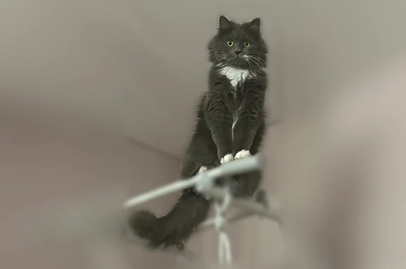Пропала кошка, Сахалинская улица, 4, Мозжарино — очень пушистая, пугливая, с ошейником - photo