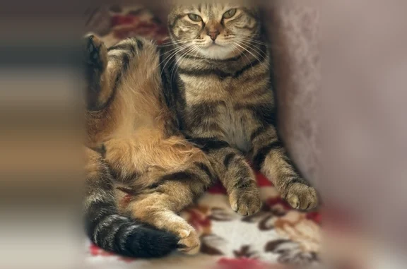 Пропала кошка, улица Чехова, 8/2, Туймазы — розовый ошейник - photo
