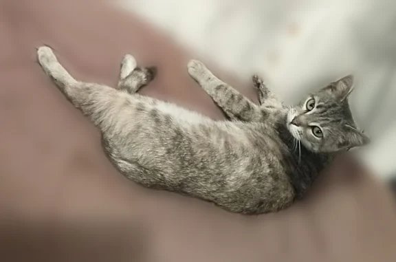 Пропала кошка, Корпиковское шоссе, 9, Гатчина — глаза зелёные - photo