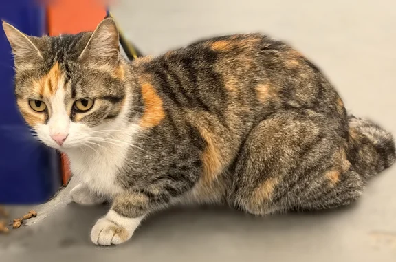 Найдена кошка, Борисовичи, фото: Найдена кошка, Венская улица, 8, Борисовичи — очень ласковая, чистая
