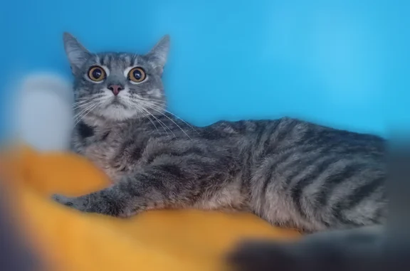 Найдена кошка, Новая улица, 2, Москва — серый с полосками, проходит лечение в клинике - photo