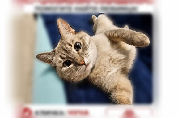 Пропала кошка, улица Дементьева, Казань — светло-серая, голубые глаза - photo