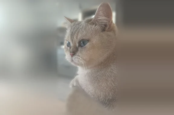 Пропала кошка, Ржевская улица, 15, Мичуринск — белая, с сереньким хвостом и бежевыми ушами - photo